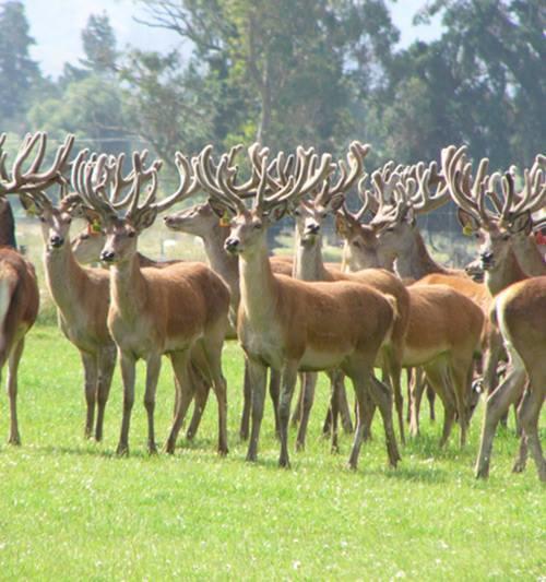 Forest Manor Geraldine Ngoại thất bức ảnh